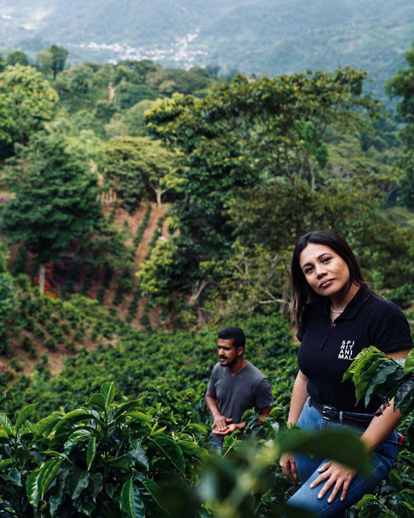 Honduras Coffee: Your Ultimate Guide