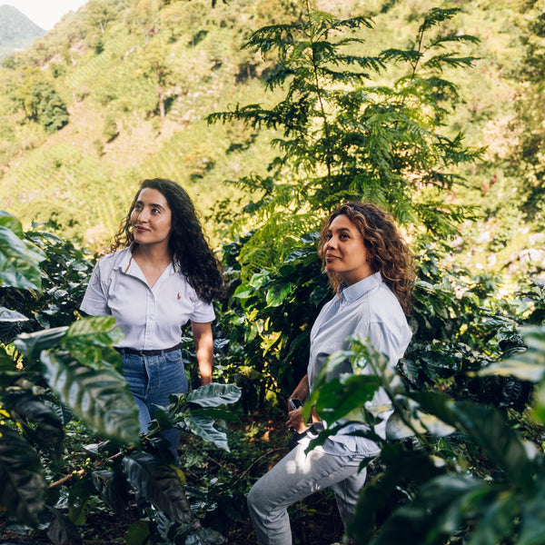 Honduran Coffee: The Complete Guide (2026)