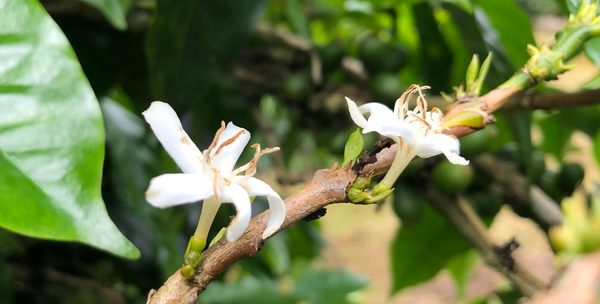Introducing the Queen of Beans:  Geisha Project by Spirit Origin
