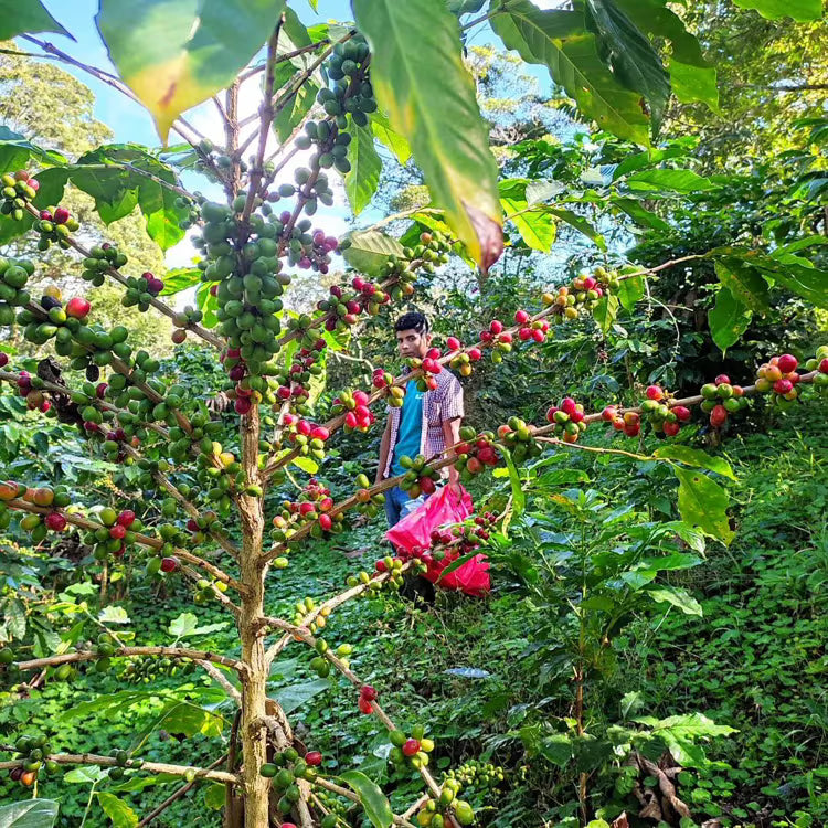 Spirit Origin coffee farmer holding ripe coffee cherries
