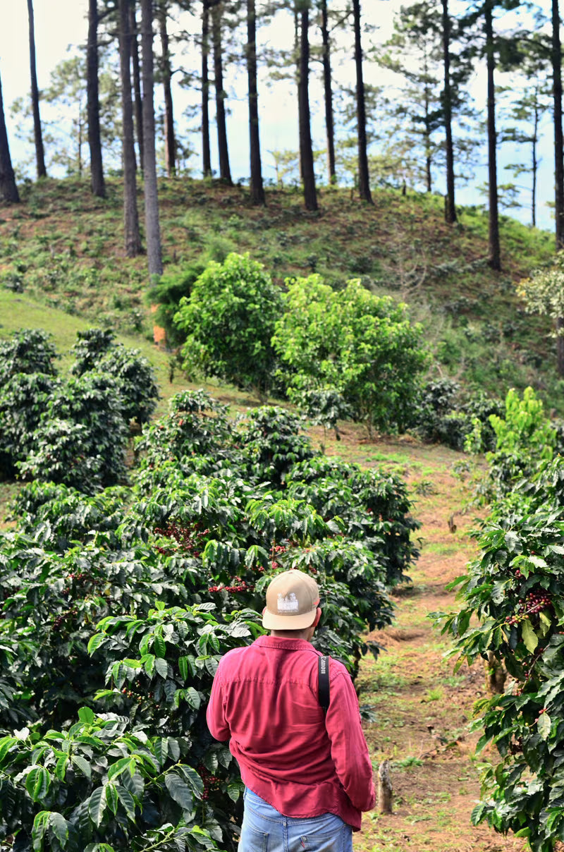 Coffee growing in a tropical, high-altitude region