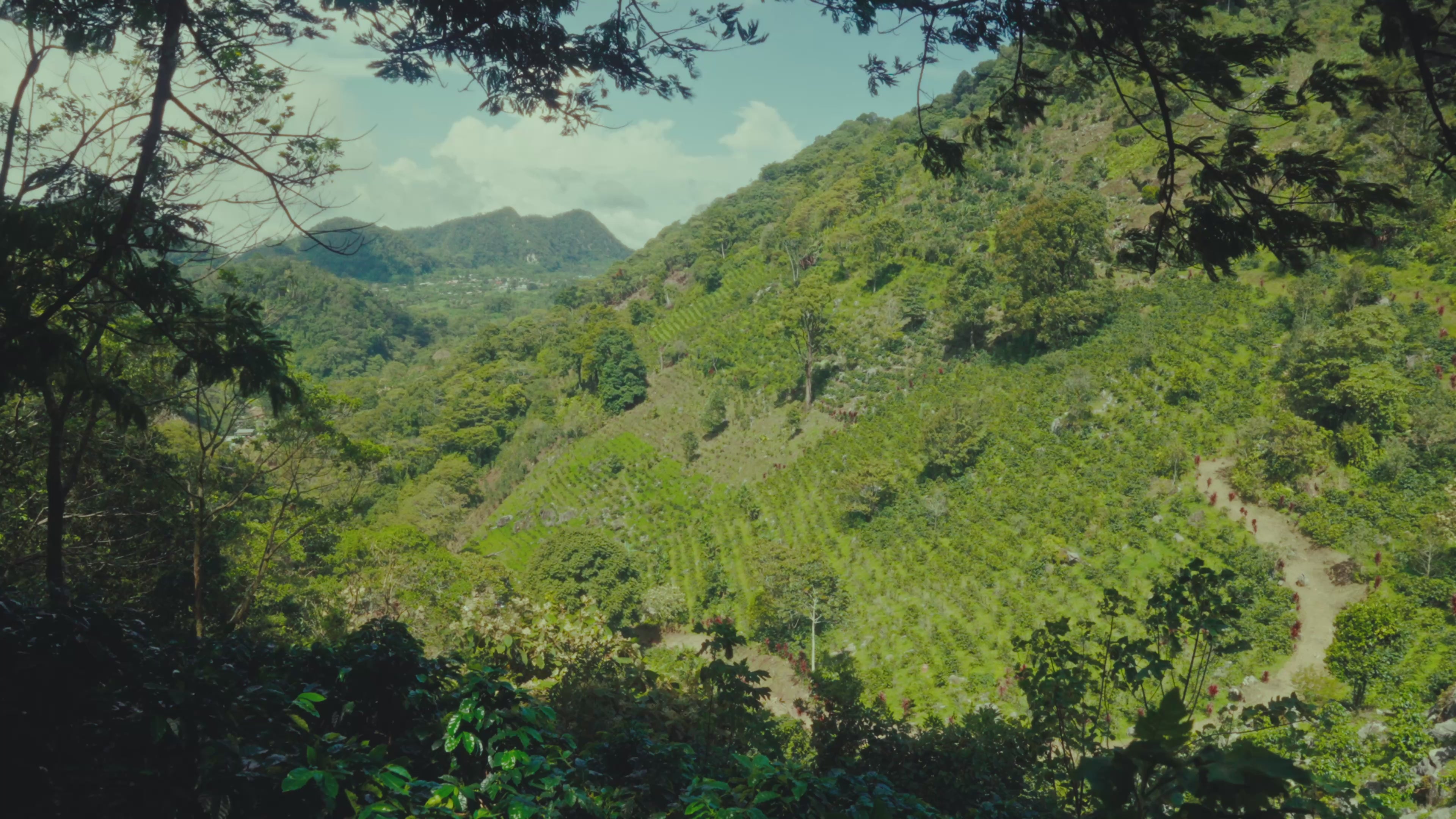 Spirit Origin Coffee | Cup of Excellence Honduran Coffee