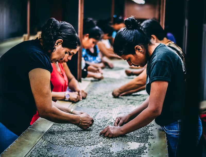 Coffee being processed and dried after harvest