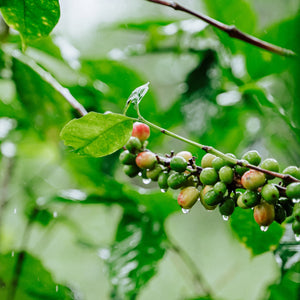 Coffee cherries growing on trees at Oscar Daniel Ramirez's farm, producer of our Espresso Blend coffee.